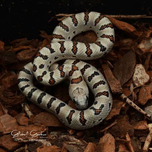 Thayer's Variable Kingsnake CB24 - GLLMTH24 | GlobalGeckos.co.uk